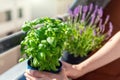 Close-up woman hand holding hanged pot with green fresh aromatic basil grass growing on apartment condo balcony terrace