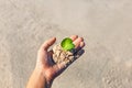 Close up of woman hand holding small young green sprout Royalty Free Stock Photo