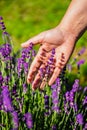 Close up woman hand in the lavender flowers on a lavender field. Woman's hand touching lavender, feeling nature Royalty Free Stock Photo