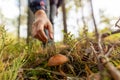 Picking mushrooms in the woods Royalty Free Stock Photo