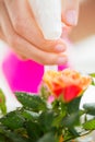 Close up of woman hand spraying rose flower