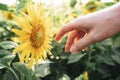Close up of woman hand touching beautiful yellow sunflower blooming in farm Royalty Free Stock Photo