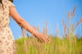 Close up woman hand is touching flower grass in field Royalty Free Stock Photo