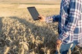 Close-up of woman hand touching tablet pc in wheat stalks. Agronomist researching wheat ears. Farmer using tablet in