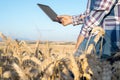 Close-up of woman hand touching tablet pc in wheat stalks. Agronomist researching wheat ears. Farmer using tablet in