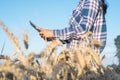 Close-up of woman hand touching tablet pc in wheat stalks. Agronomist researching wheat ears. Farmer using tablet in