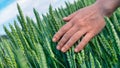 Close up of a woman hand touching of young growth green barley. slow motion of hand touching ear of wheat Royalty Free Stock Photo