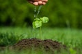 Close-up woman hand watering young plant on fertile soil Royalty Free Stock Photo