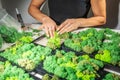 Close-up of woman hands gluing stabilized moss. Process of working with decorative reindeer moss.