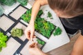 Close-up of woman hands gluing stabilized moss. Process of working with decorative reindeer moss. Royalty Free Stock Photo