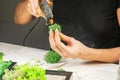 Close-up of woman hands gluing stabilized moss. Process of working with decorative reindeer moss.