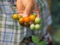 Close-up of woman hands harvesting fresh organic tomatoes in a garden Royalty Free Stock Photo