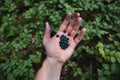 Close-up of woman hands holding blueberries in the palm. Harvesting blueberries fruit in the forest. Royalty Free Stock Photo