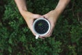 Close-up of woman hands holding blueberries in the palm. Harvesting blueberries fruit in the forest. Royalty Free Stock Photo