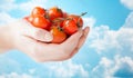 Close up of woman hands holding cherry tomatoes Royalty Free Stock Photo