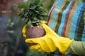 Woman hands holding flowerpot