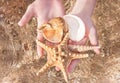 Close up of woman hands holding seashell.