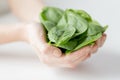 Close up of woman hands holding spinach