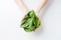 Close up of woman hands holding spinach