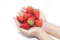 Close-up woman hands holding strawberries on white background Royalty Free Stock Photo