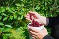 Close up of woman hands picking ripe cherries of the tree branch. Harvesting red cherry into a white plastic bucket at fruit farm Royalty Free Stock Photo