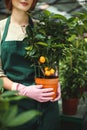 Close up woman hands in pink gloves holding little mandarin tree in pot in greenhouse Royalty Free Stock Photo