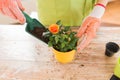 Close up of woman hands planting roses in pot Royalty Free Stock Photo