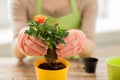 Close up of woman hands planting roses in pot Royalty Free Stock Photo