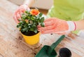 Close up of woman hands planting roses in pot Royalty Free Stock Photo