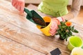 Close up of woman hands planting roses in pot Royalty Free Stock Photo