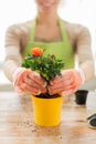 Close up of woman hands planting roses in pot Royalty Free Stock Photo