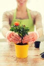 Close up of woman hands planting roses in pot Royalty Free Stock Photo