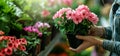 woman holding pink pelargonium flower pot in hands to buy at garden plant nursery store. banner with copy space