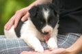 Close up of a woman holding small puppy on her lap Royalty Free Stock Photo