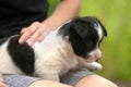 Close up of a woman holding small puppy on her lap Royalty Free Stock Photo