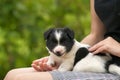 Close up of a woman holding small puppy on her lap Royalty Free Stock Photo