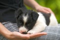 Close up of a woman holding small puppy on her lap Royalty Free Stock Photo