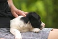 Close up of a woman holding small puppy on her lap Royalty Free Stock Photo