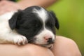 Close up of a woman holding small puppy on her lap Royalty Free Stock Photo