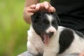 Close up of a woman holding small puppy on her lap Royalty Free Stock Photo