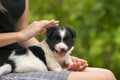 Close up of a woman holding small puppy on her lap Royalty Free Stock Photo