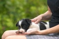 Close up of a woman holding small puppy on her lap Royalty Free Stock Photo