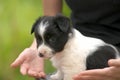 Close up of a woman holding small puppy on her lap Royalty Free Stock Photo