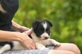 Close up of a woman holding small puppy on her lap Royalty Free Stock Photo