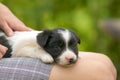 Close up of a woman holding small puppy on her lap Royalty Free Stock Photo