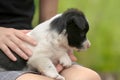 Close up of a woman holding small puppy on her lap Royalty Free Stock Photo