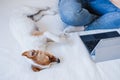 Close up of woman at home working on laptop while cute jack russell dog resting on bed. Home office, Pets, love and relax. Royalty Free Stock Photo