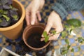 Close Up Of Woman Planting Houseplant Cutting Into Compost Filled Pot Outdoors