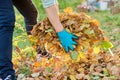 Close-up of woman& x27;s hand with bunch of leaves, in autumn garden Royalty Free Stock Photo