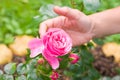 Close up of woman`s hand holding a pink rose flower in summer garden Royalty Free Stock Photo